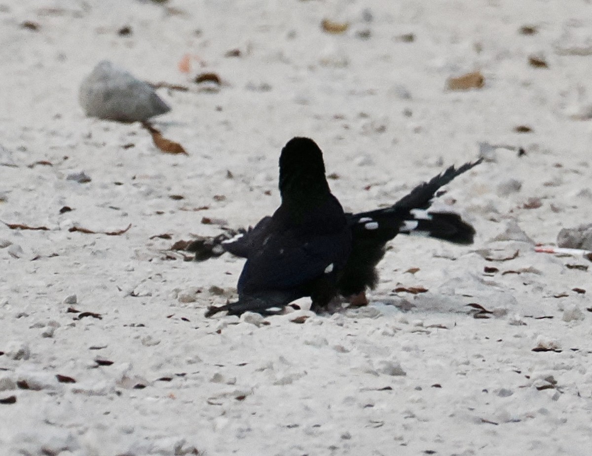 Violet Woodhoopoe - ML642179482