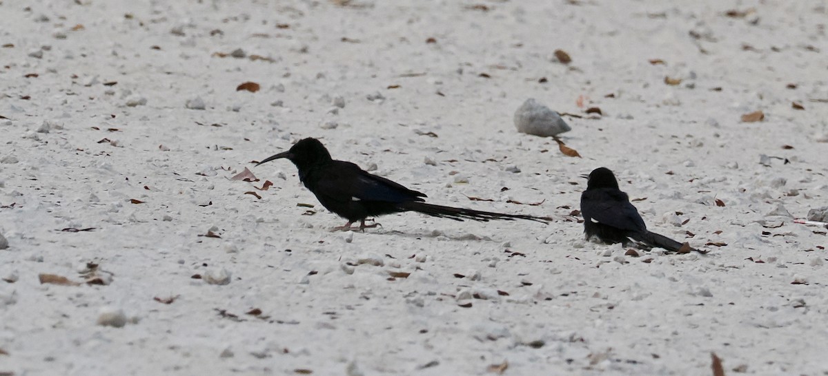 Violet Woodhoopoe - ML642179483