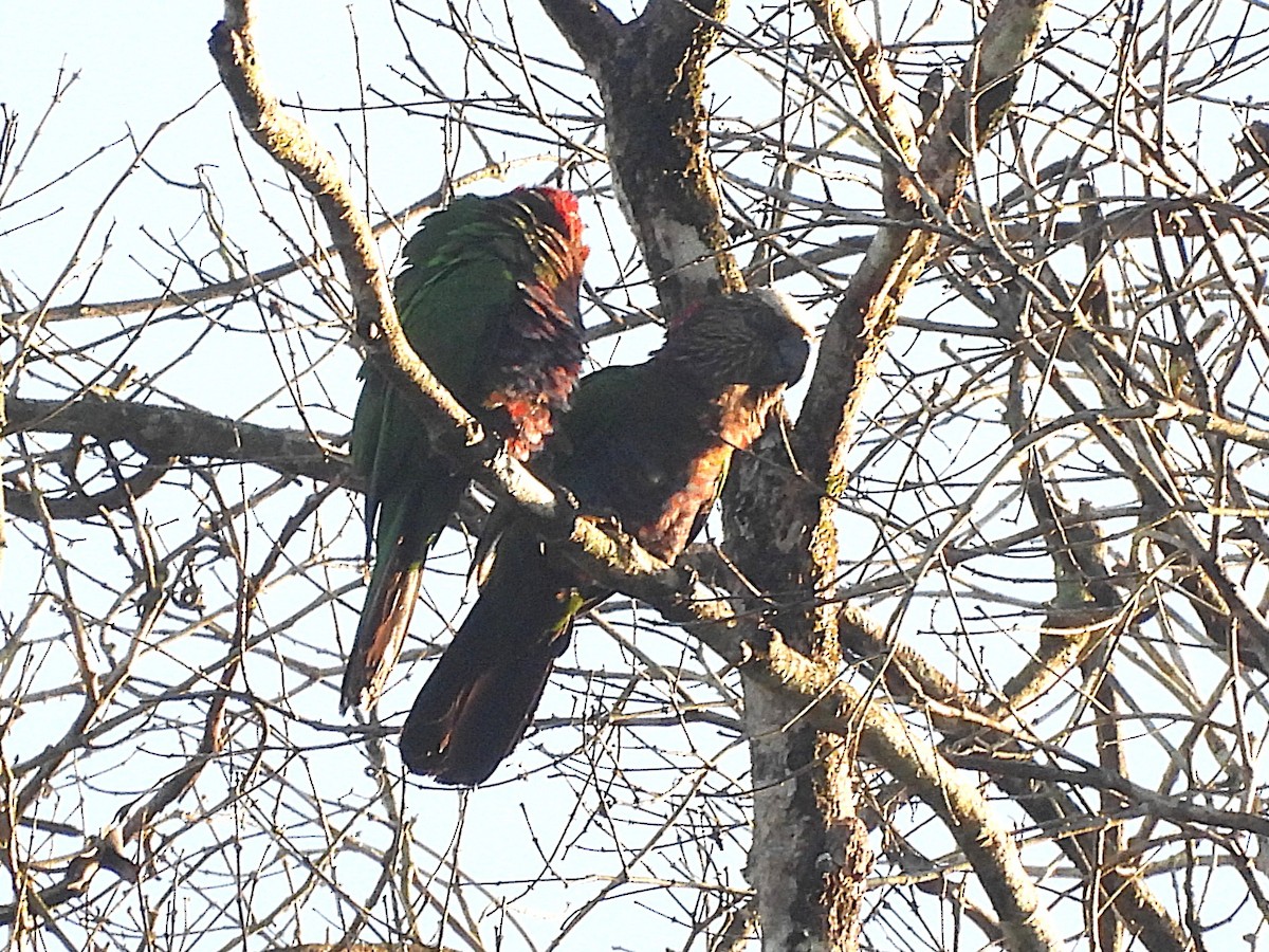 Red-fan Parrot - ML642179484