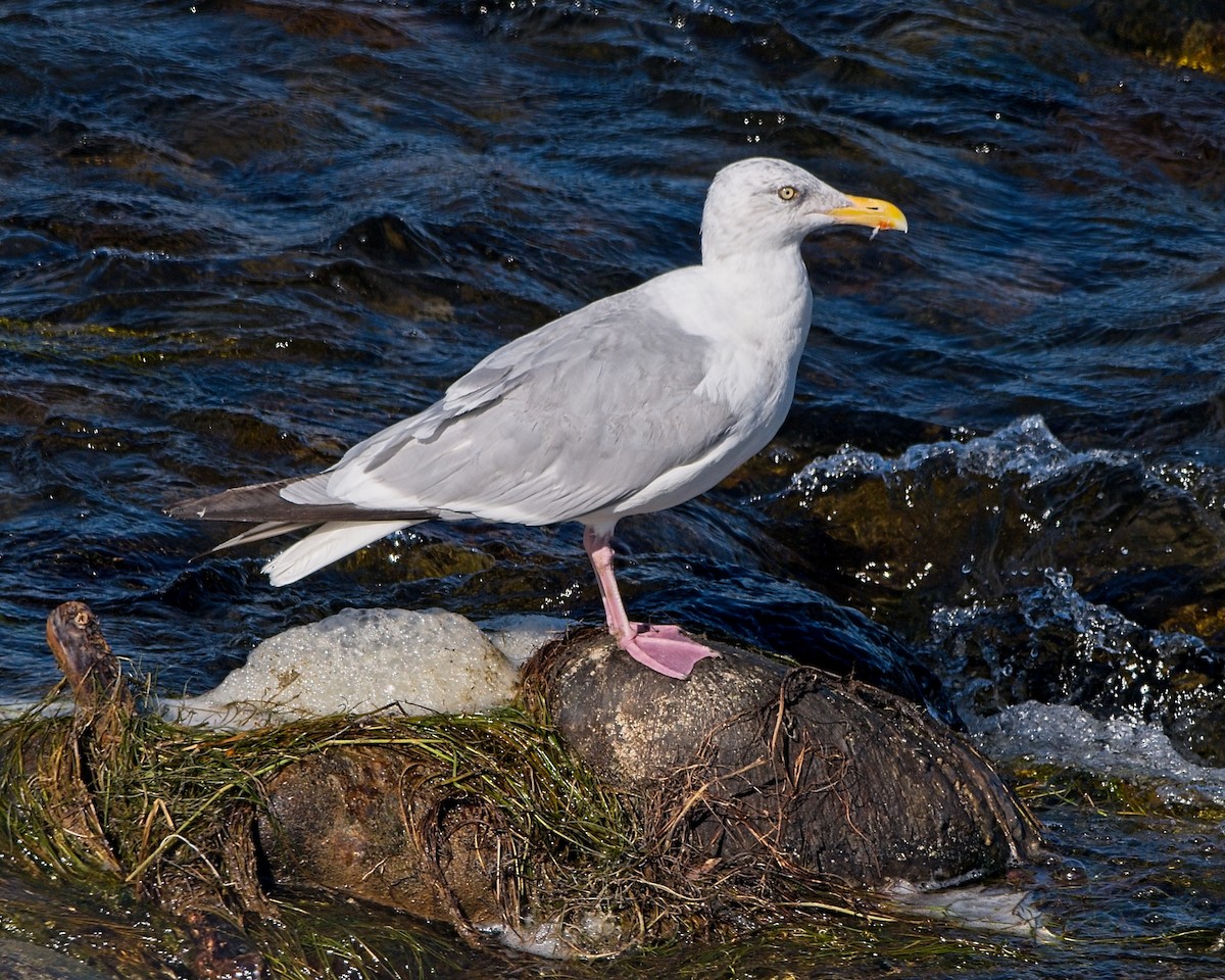 American Herring Gull - ML642179489
