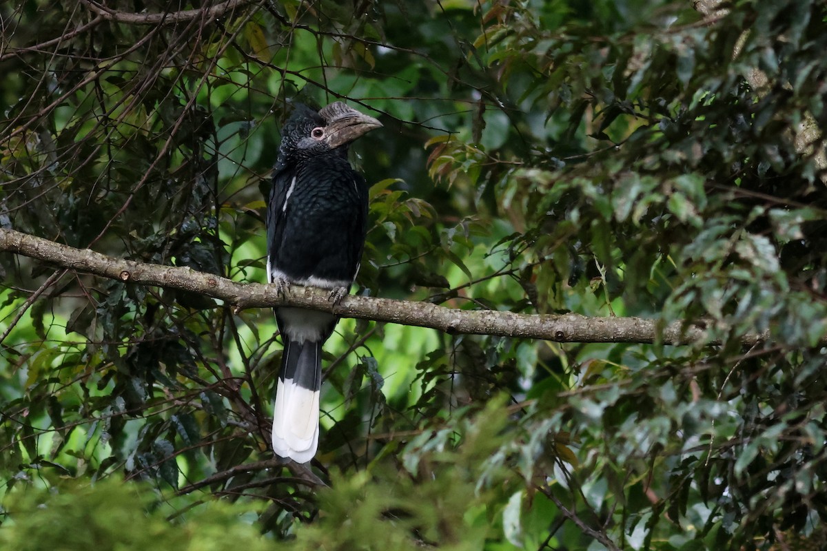 Grauwangen-Hornvogel - ML642179496