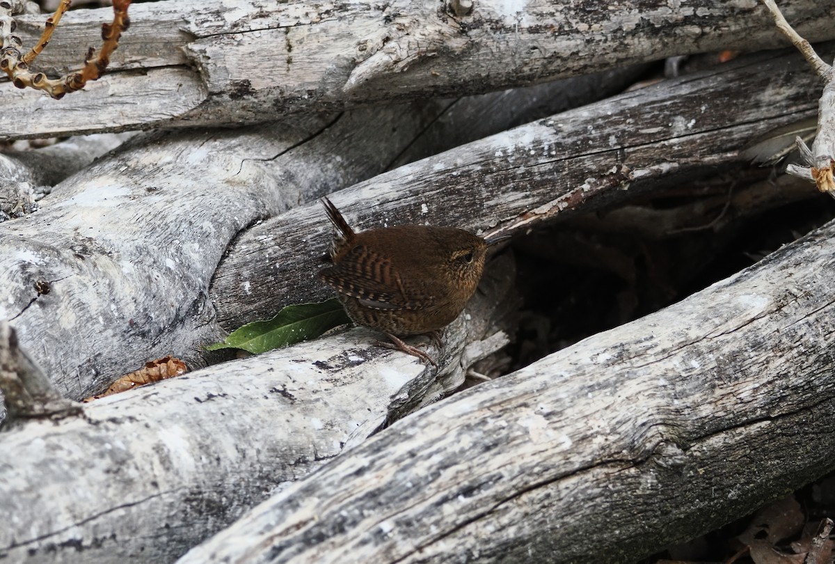 Pacific Wren - ML642179497