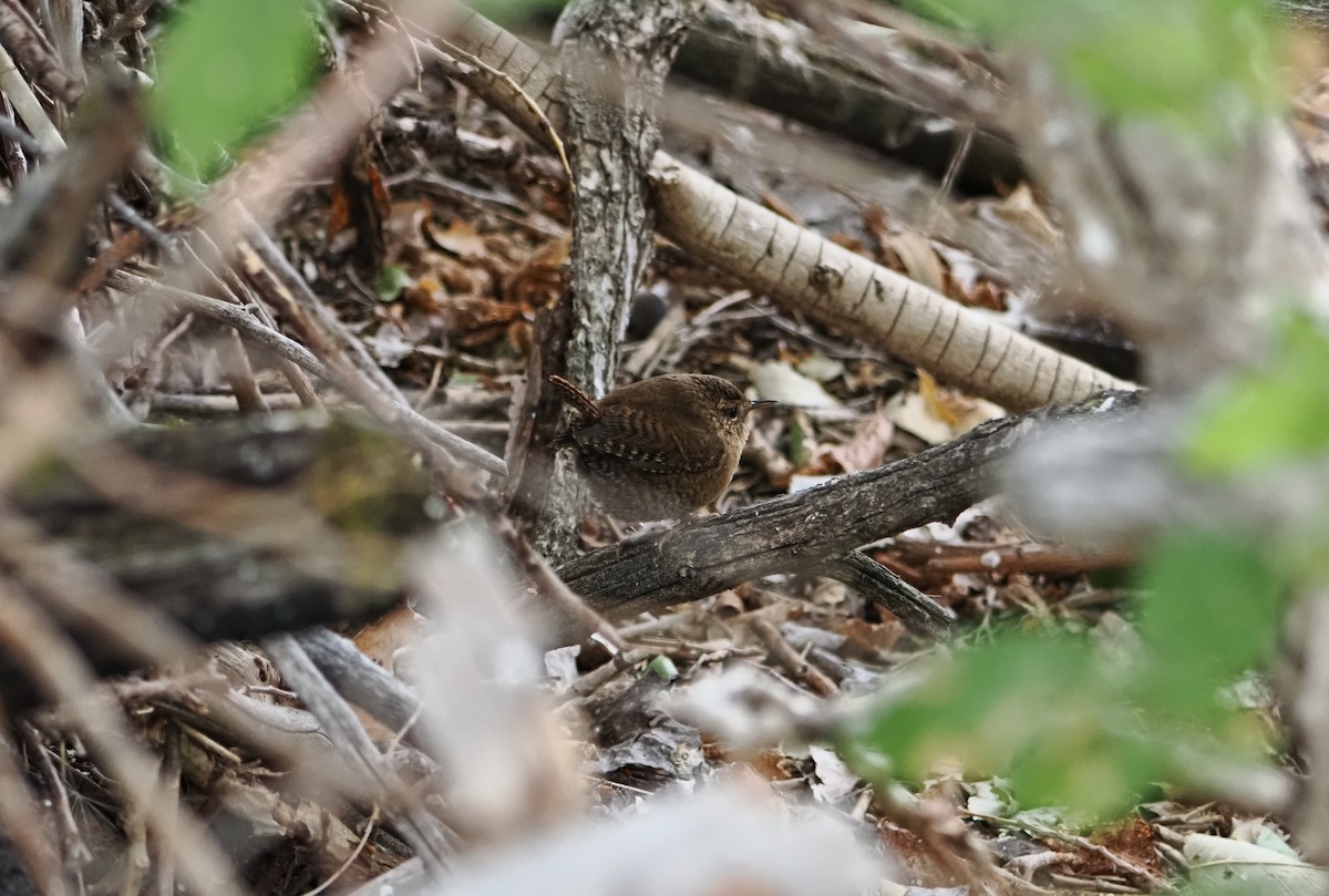 Pacific Wren - ML642179498