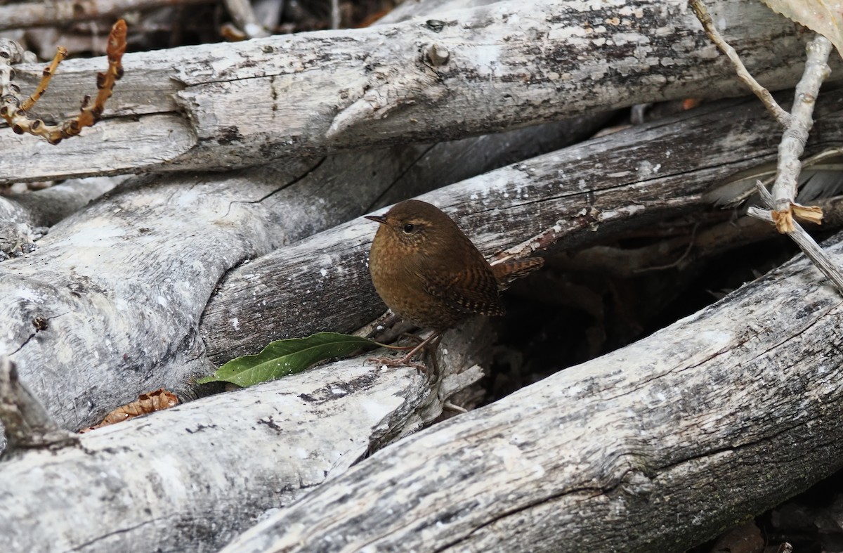 Pacific Wren - ML642179499