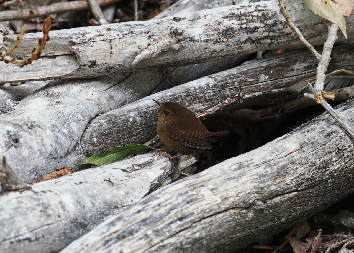 Pacific Wren - ML642179500