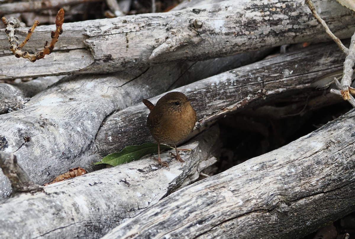 Pacific Wren - ML642179501