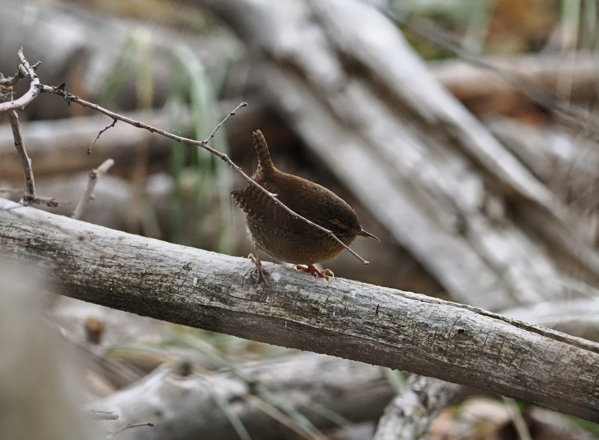 Pacific Wren - ML642179502
