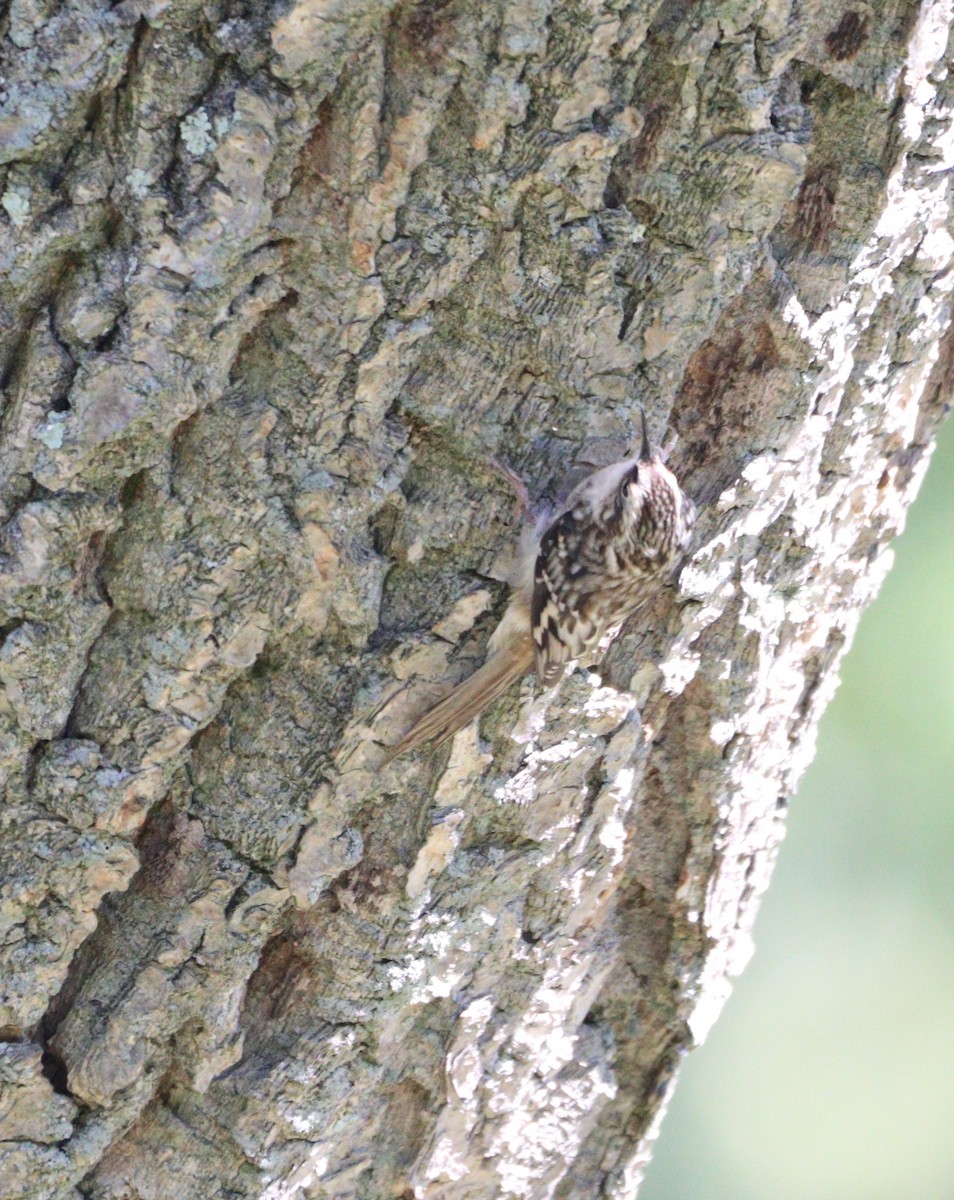 Brown Creeper - ML642179517