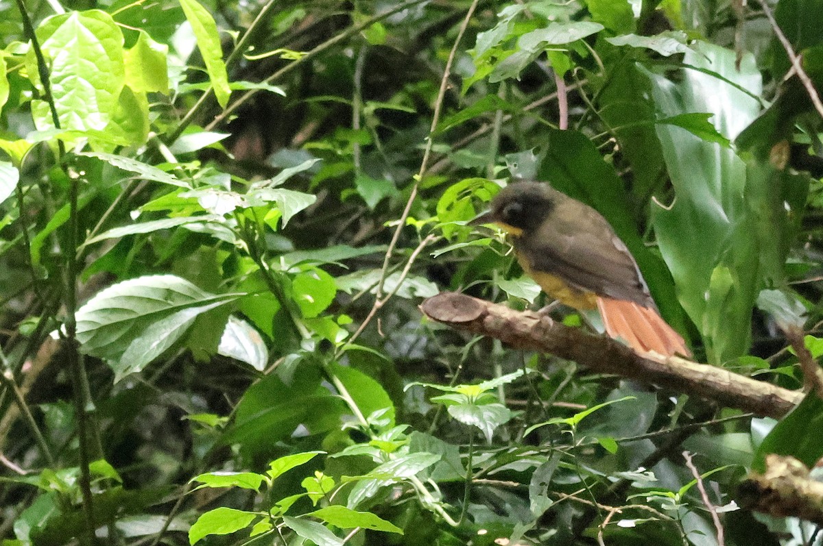 Red-tailed Bristlebill - ML642179522