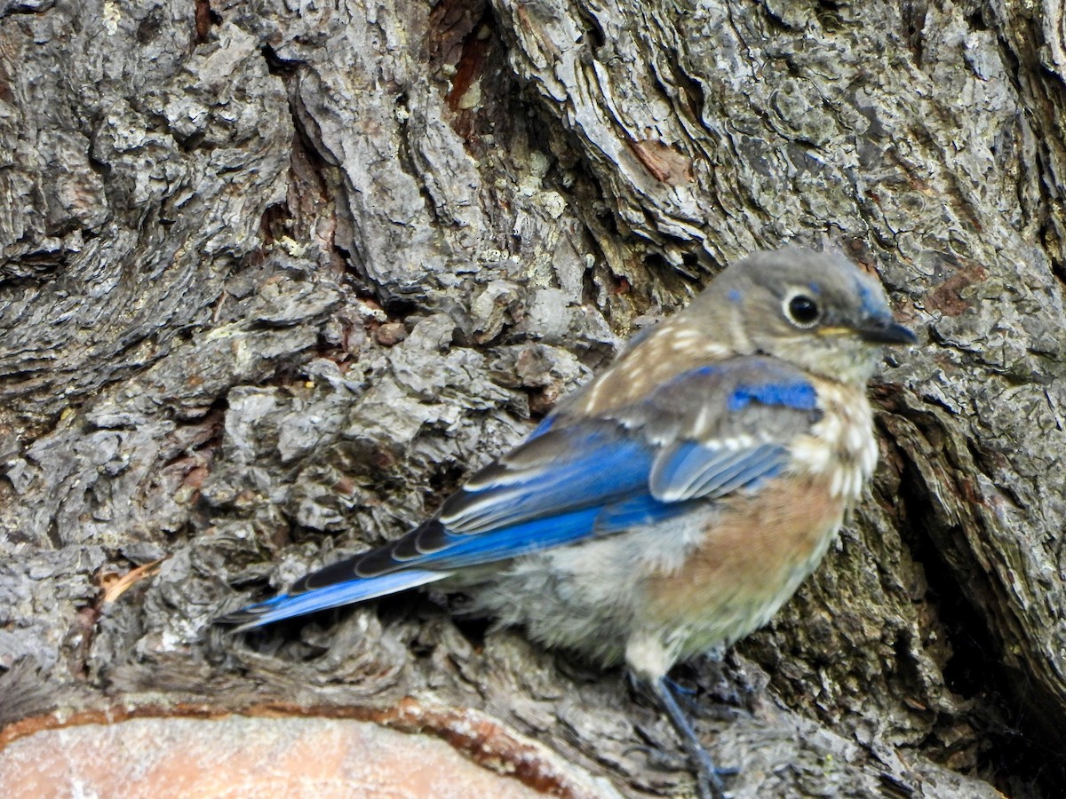 Blaukehl-Hüttensänger - ML642179525