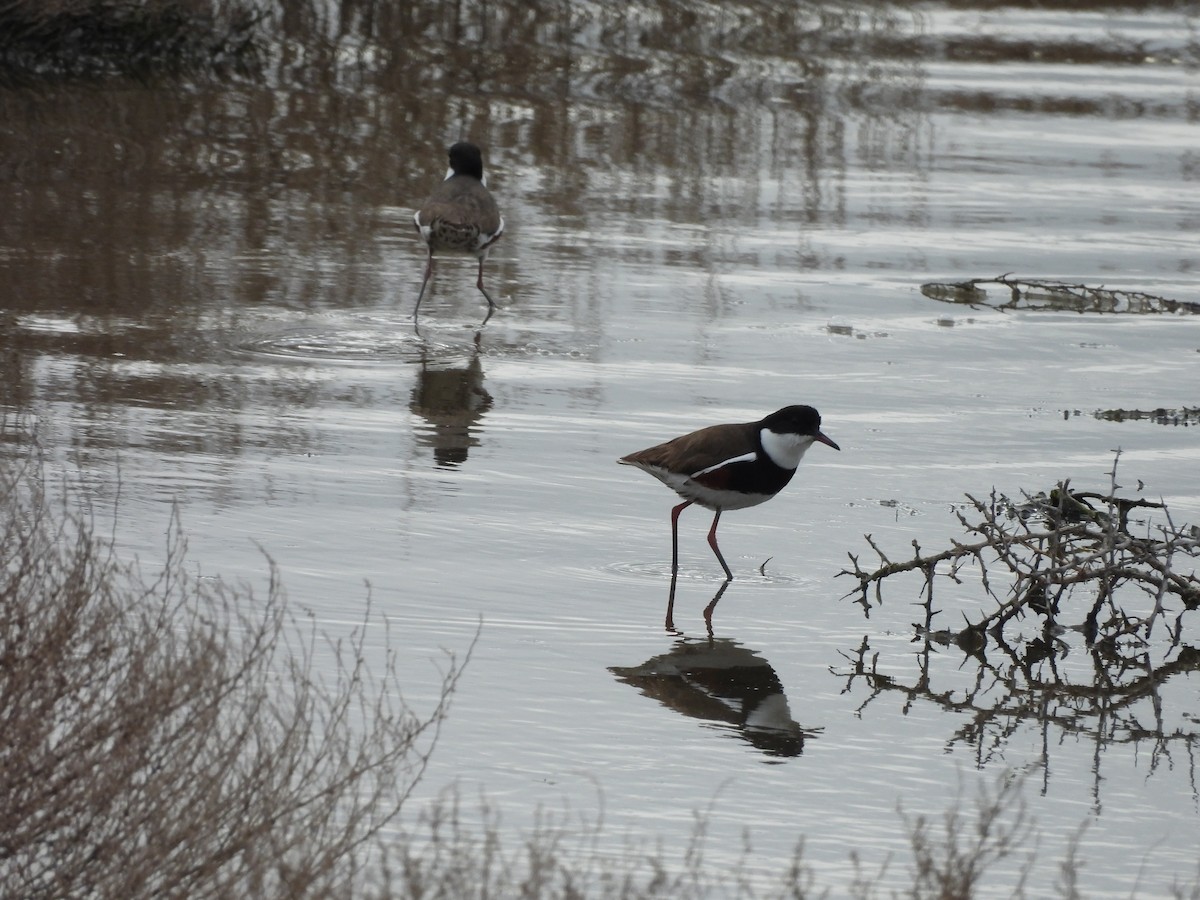 Red-kneed Dotterel - ML642179530