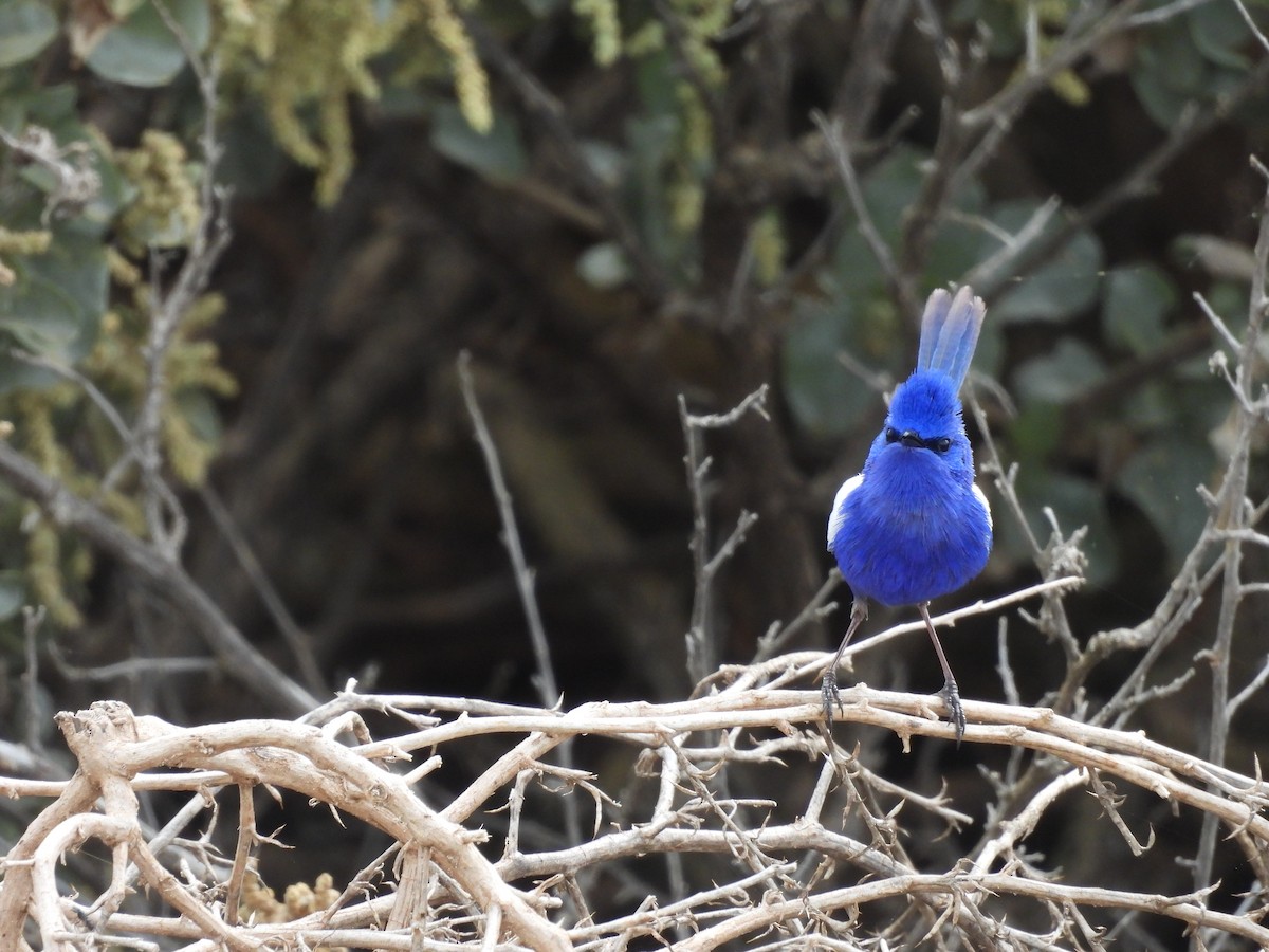 White-winged Fairywren - ML642179535