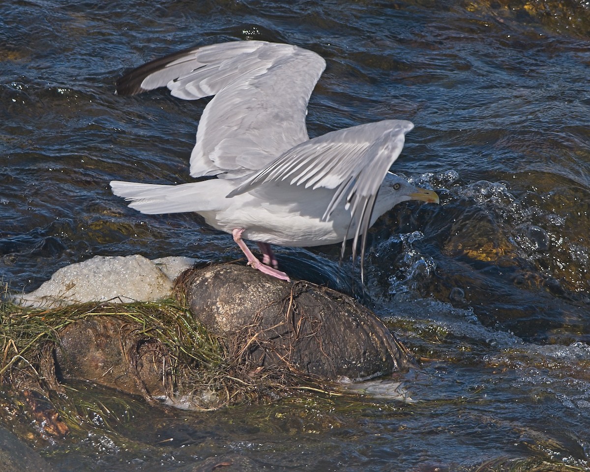 American Herring Gull - ML642179578