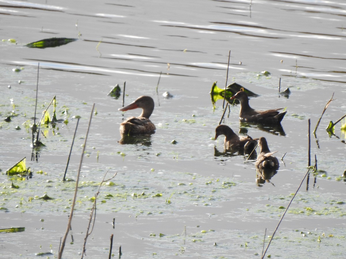 Gallinule poule-d'eau - ML642179597