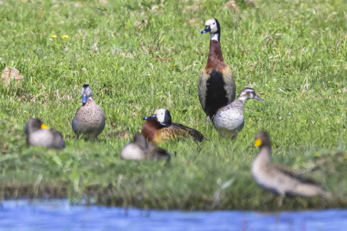Ringed Teal - ML642179612