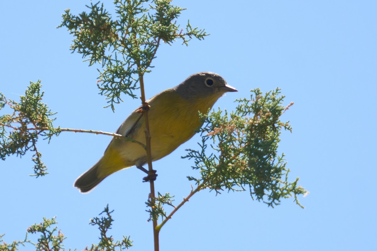 Rubinfleck-Waldsänger - ML642179615