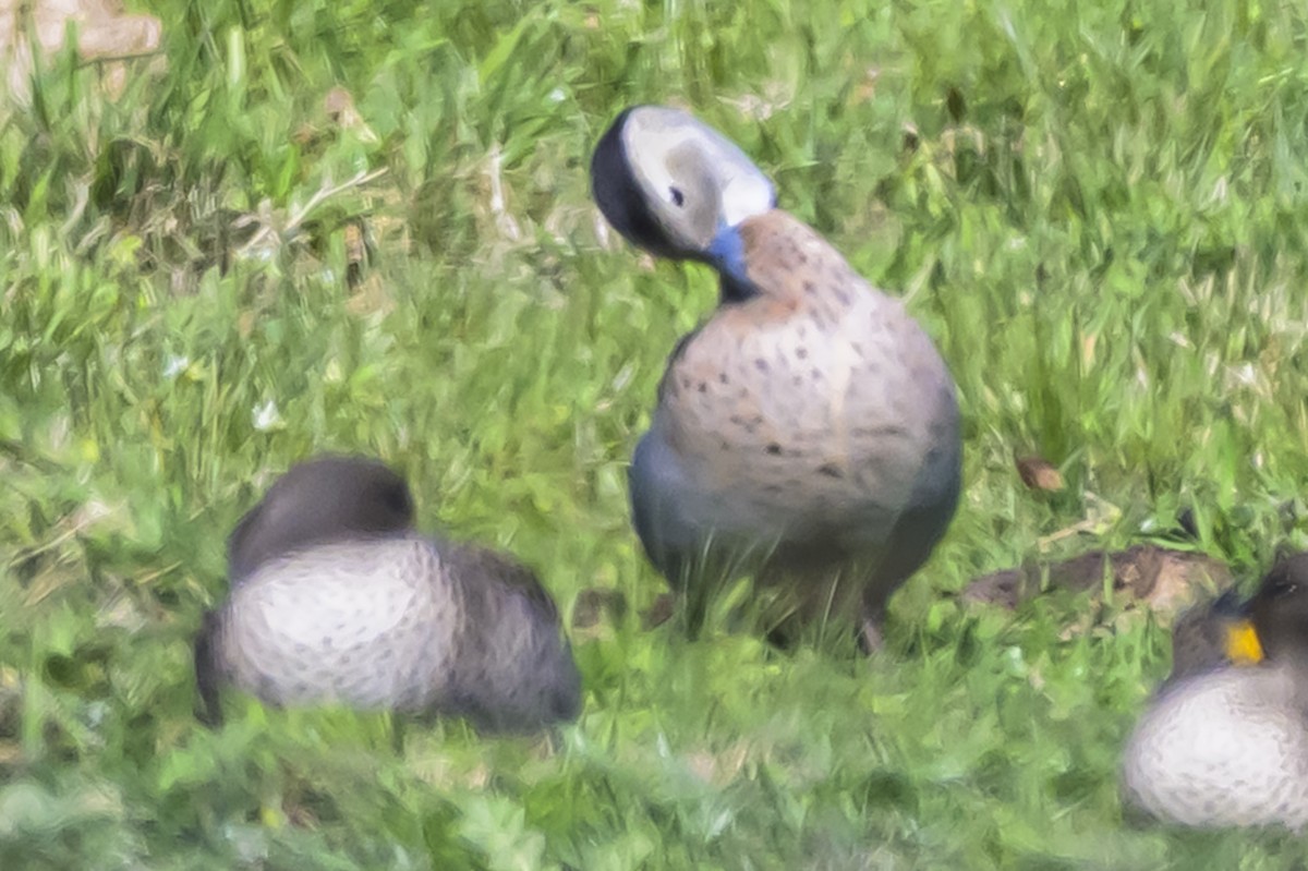 Ringed Teal - ML642179629