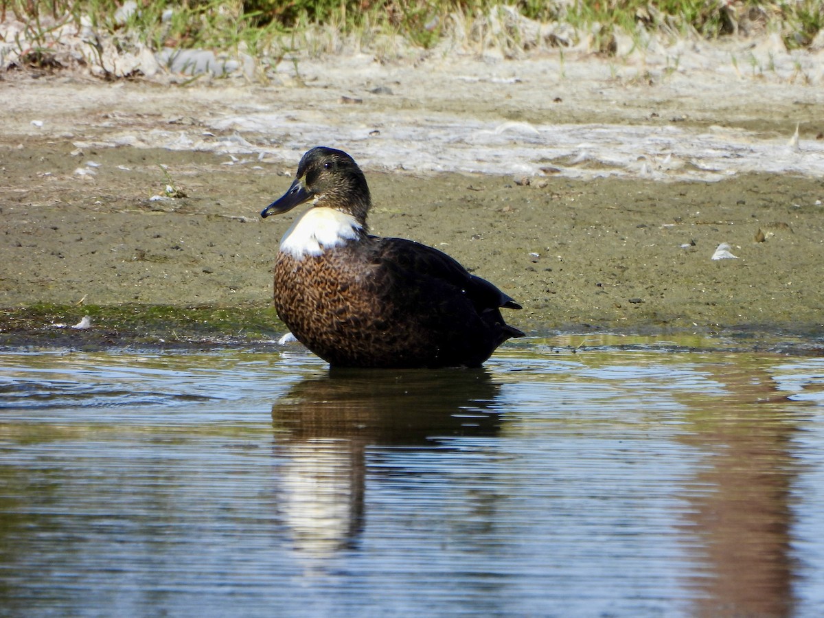 Fehlfarben-Stockente/Hausente - ML642179634