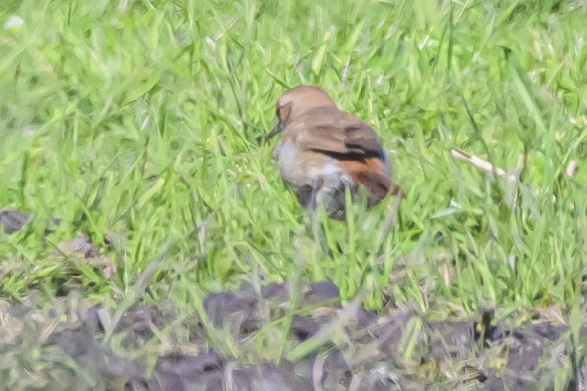 セアカカマドドリ - ML642179638