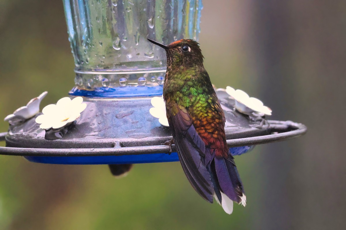 Rainbow-bearded Thornbill - ML642179648
