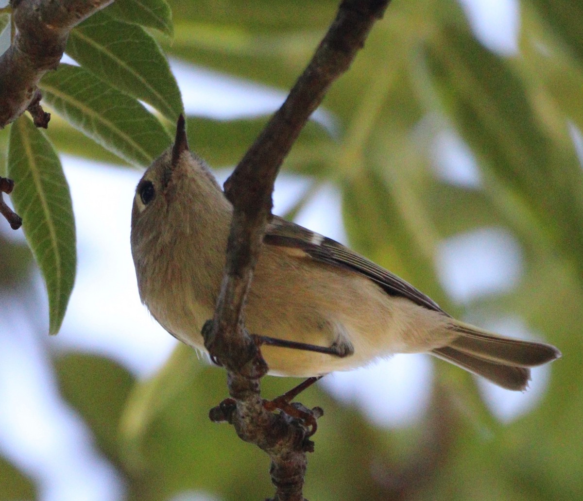 Ruby-crowned Kinglet - ML642179663
