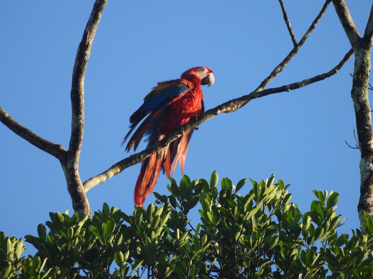 Scarlet Macaw - ML642179687