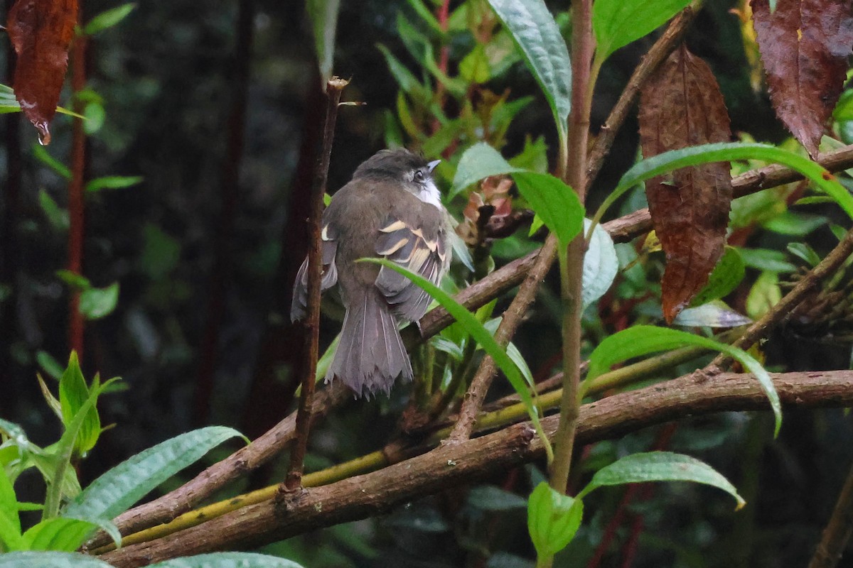 White-throated Tyrannulet - ML642179716