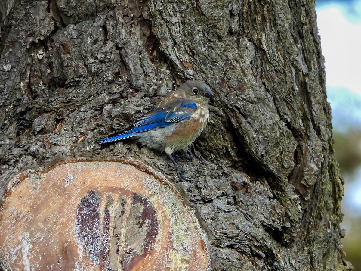 Blaukehl-Hüttensänger - ML642179730