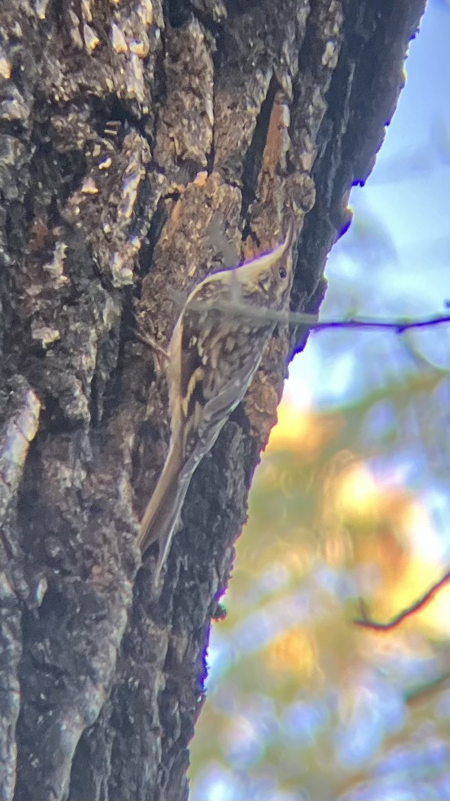 Brown Creeper - ML642179735