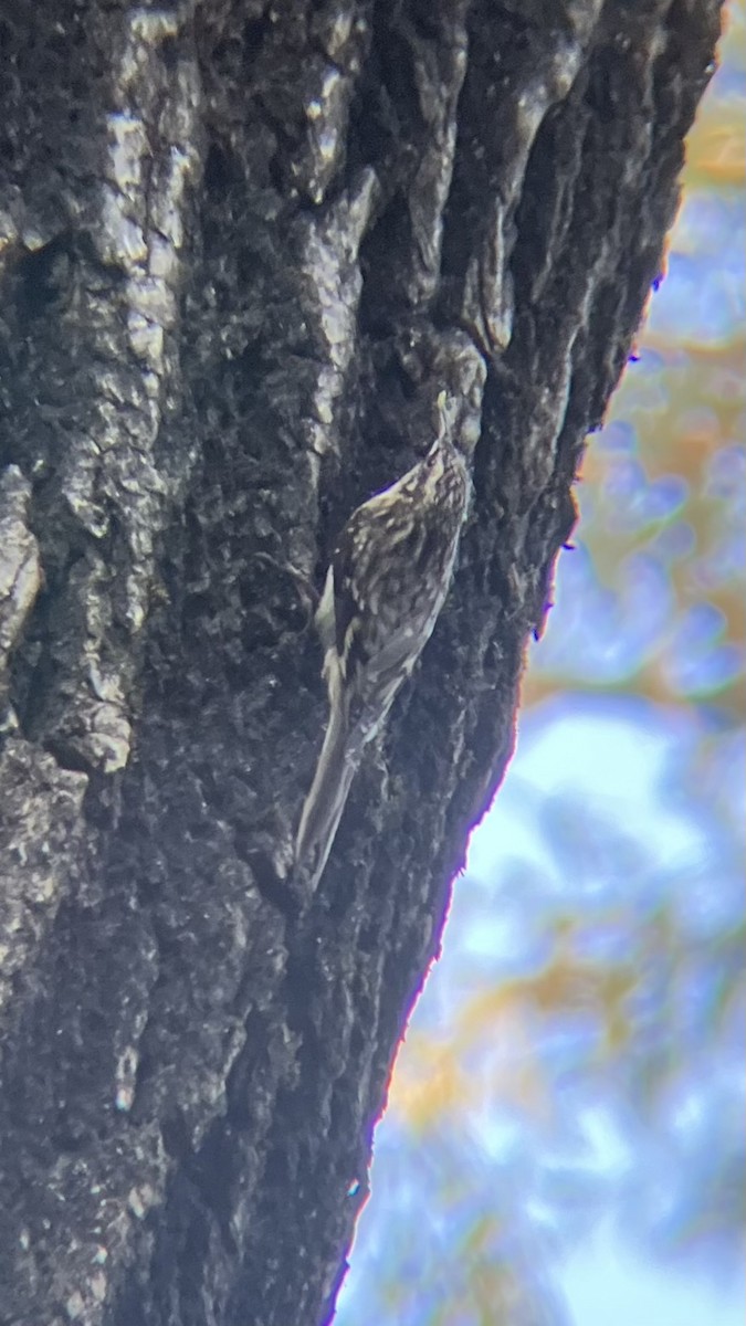 Brown Creeper - ML642179736