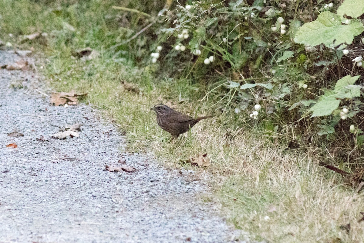 ウタスズメ - ML642179738