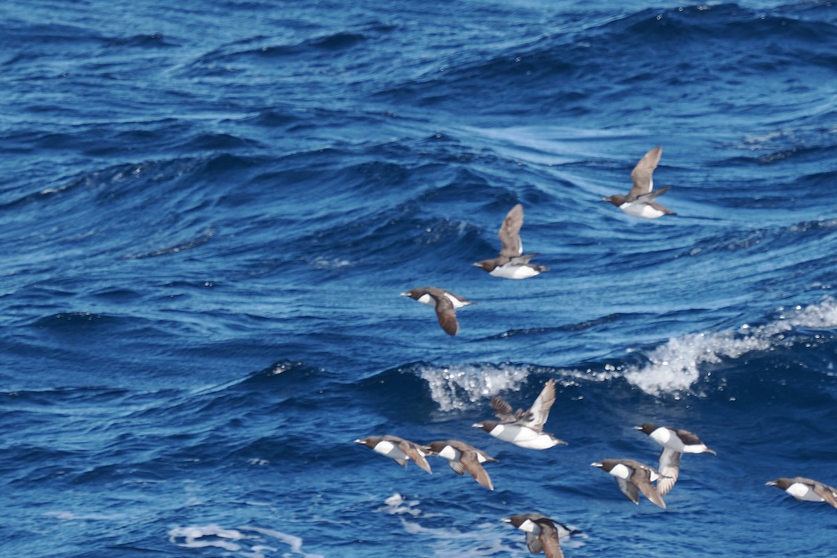 Dovekie - ML642179767