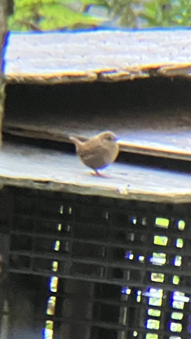 Winter Wren - ML642179768