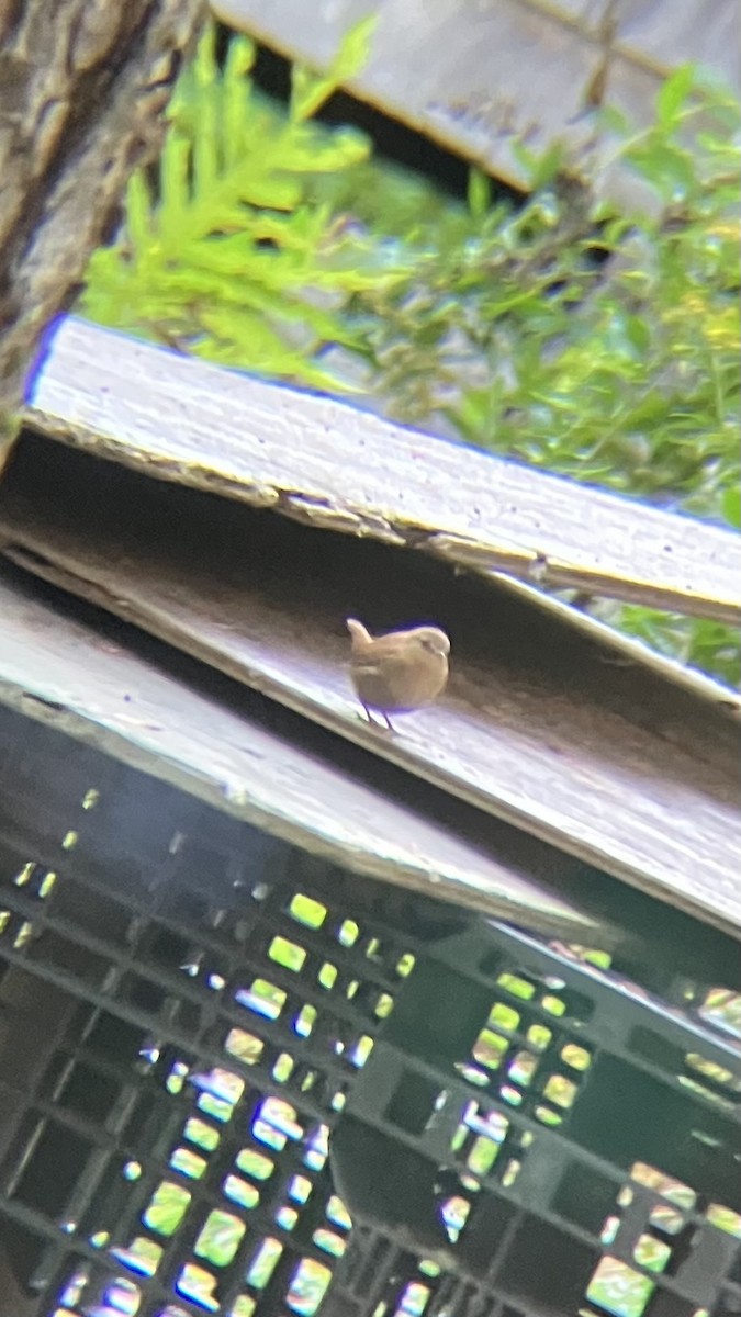 Winter Wren - ML642179769