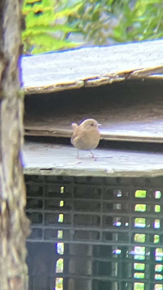 Winter Wren - ML642179770