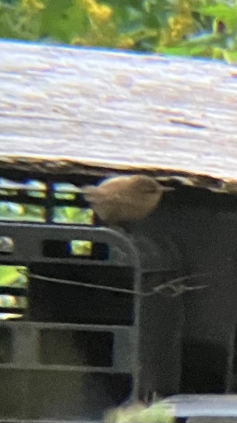Winter Wren - ML642179771