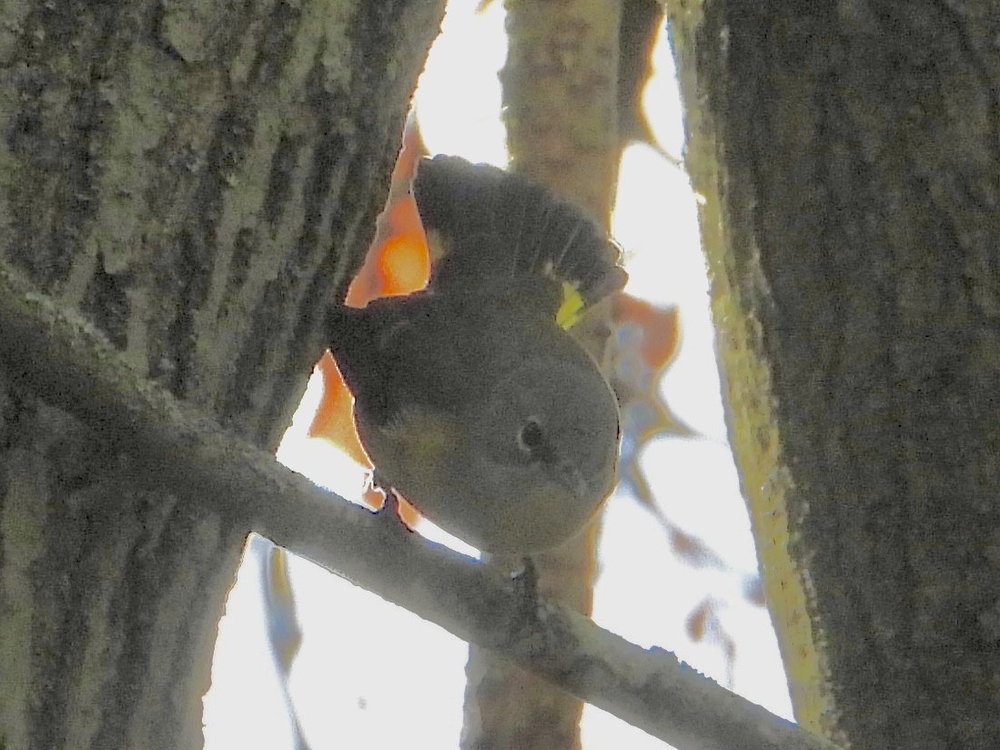American Redstart - ML642179773