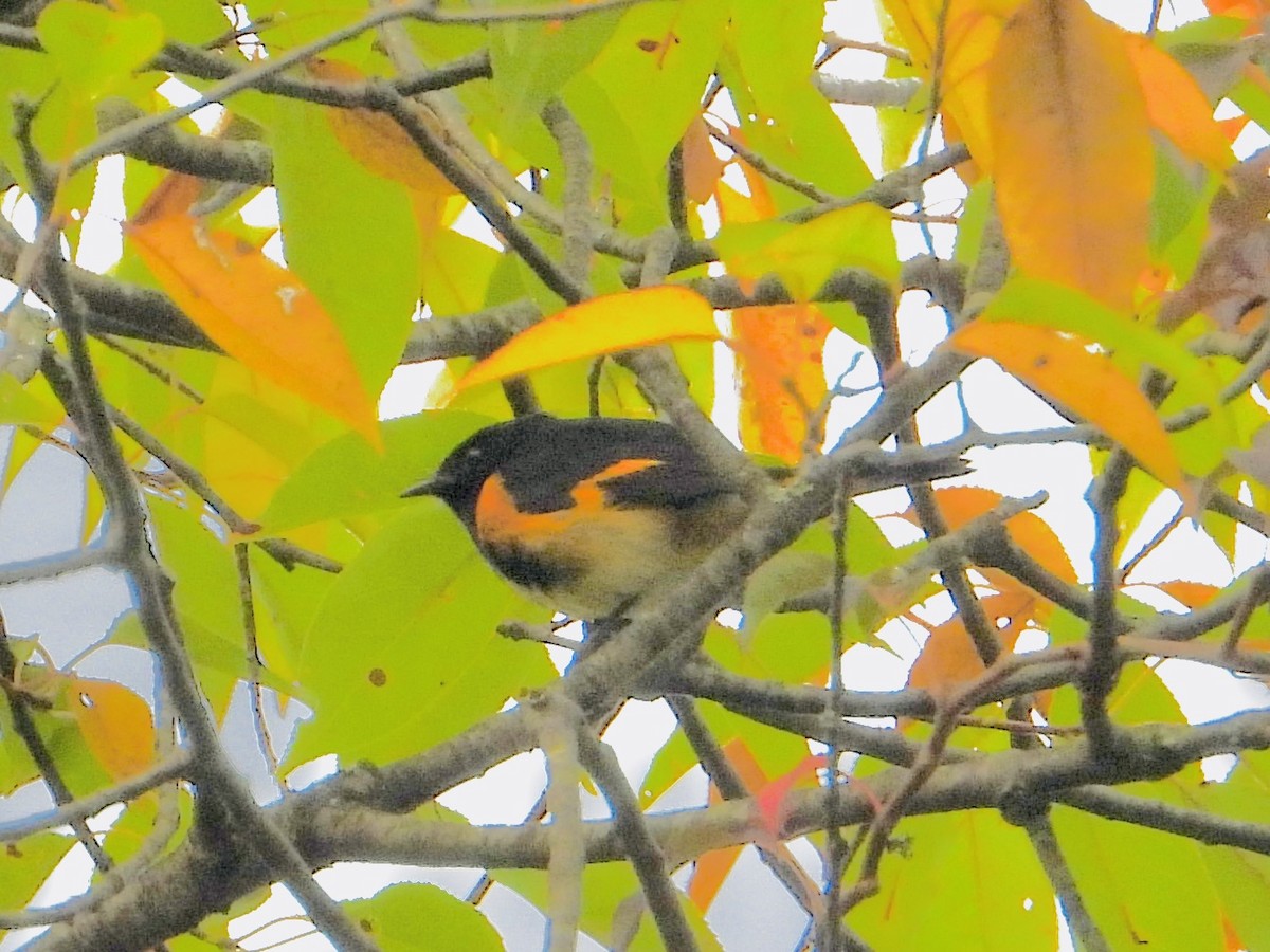 American Redstart - ML642179774