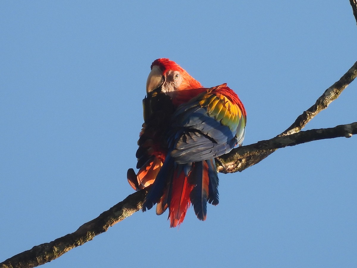Scarlet Macaw - ML642179777