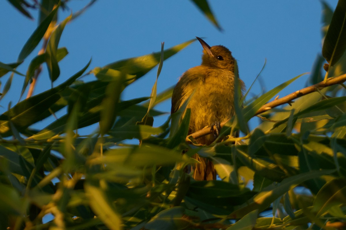 Hooded Oriole - ML642179780