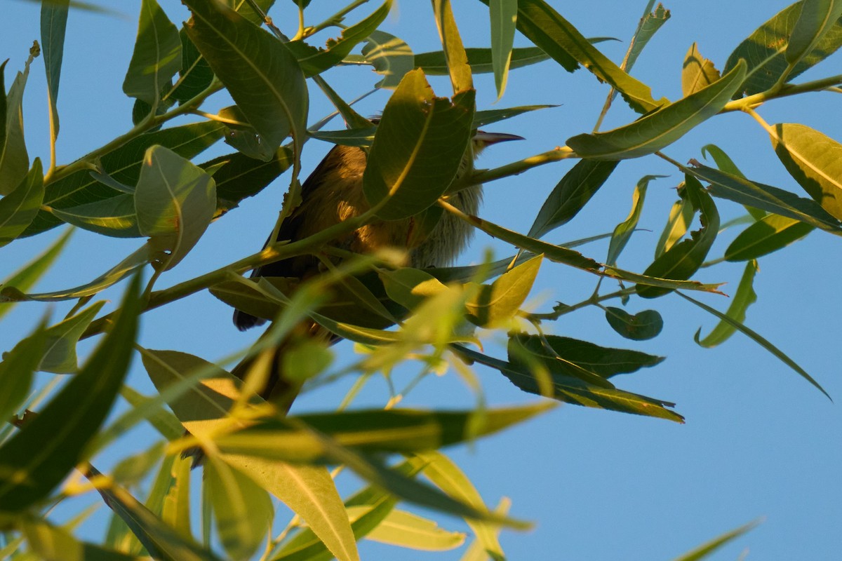Hooded Oriole - ML642179781
