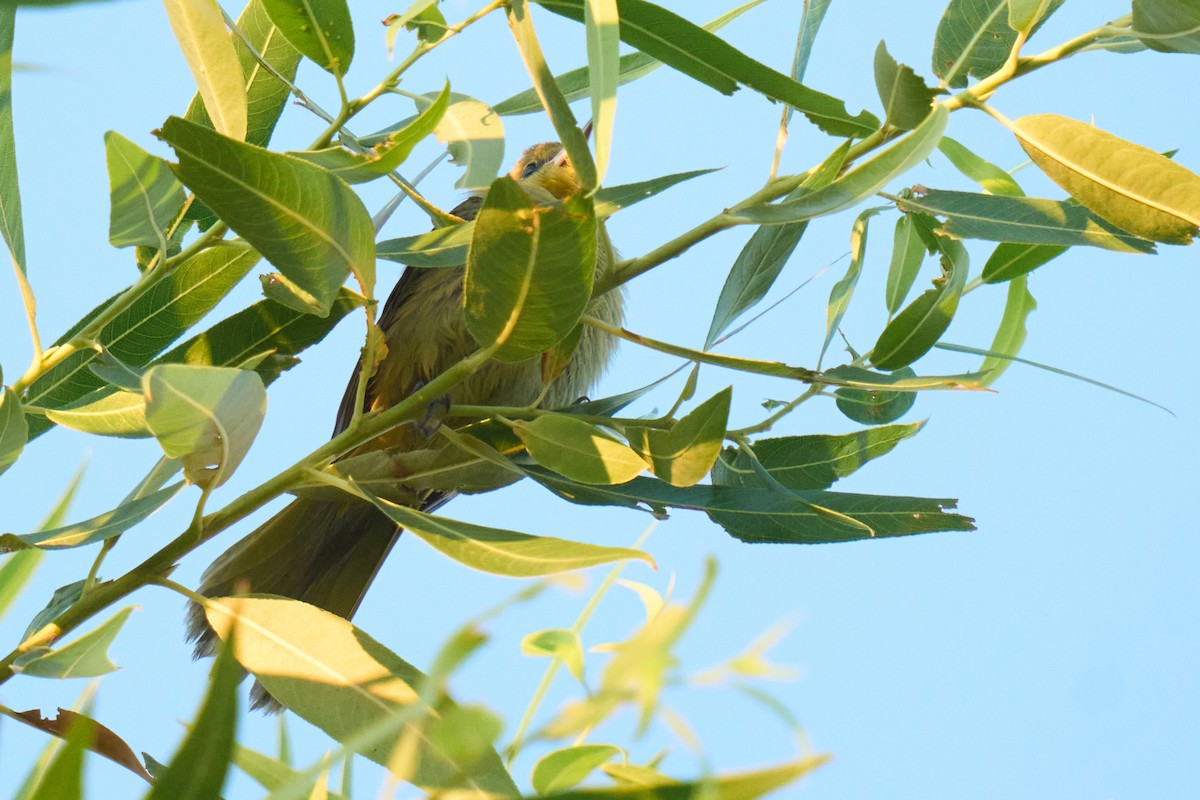 Hooded Oriole - ML642179782