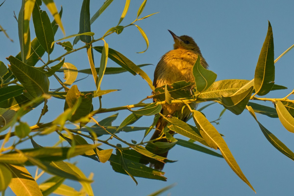 Hooded Oriole - ML642179783