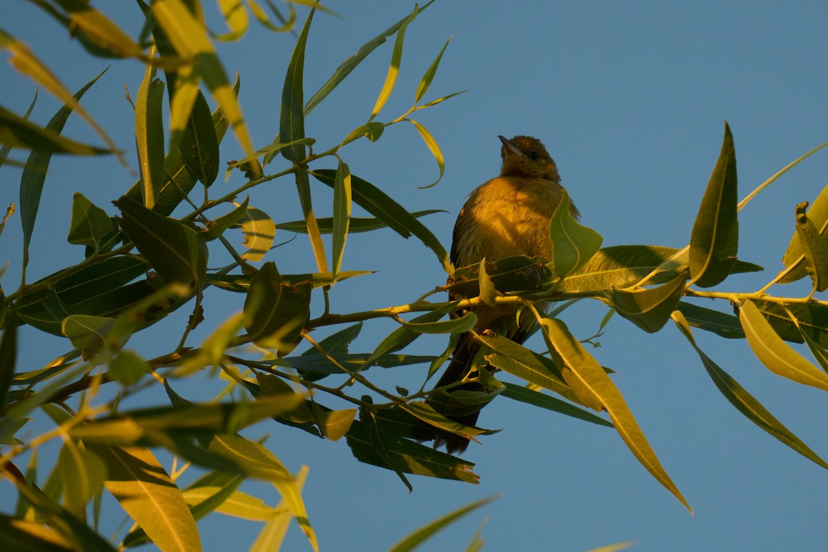 Hooded Oriole - ML642179784