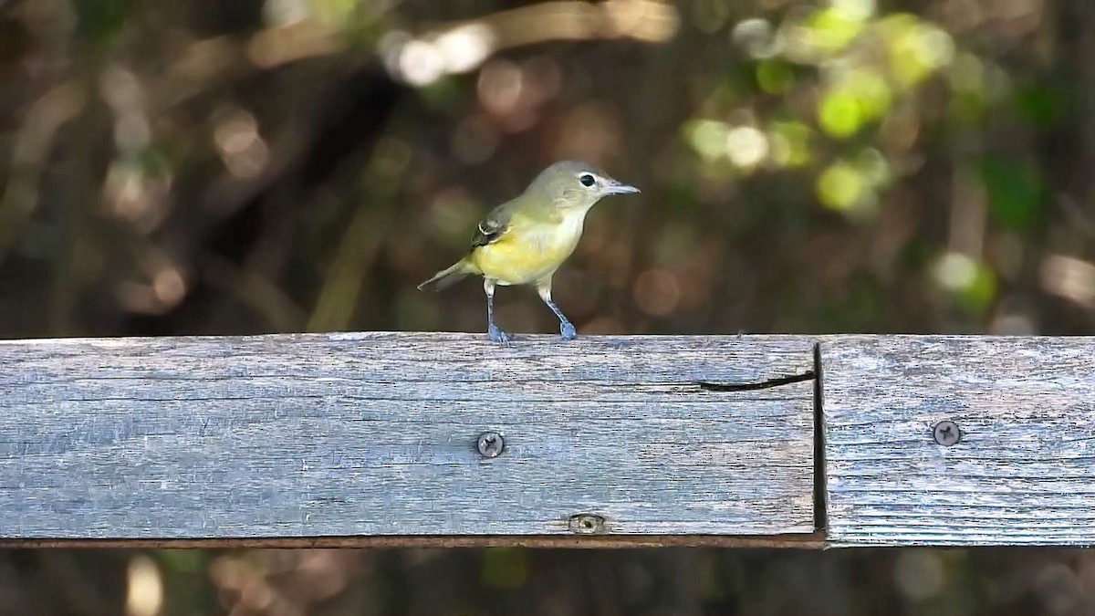 Bell's Vireo - ML642179791