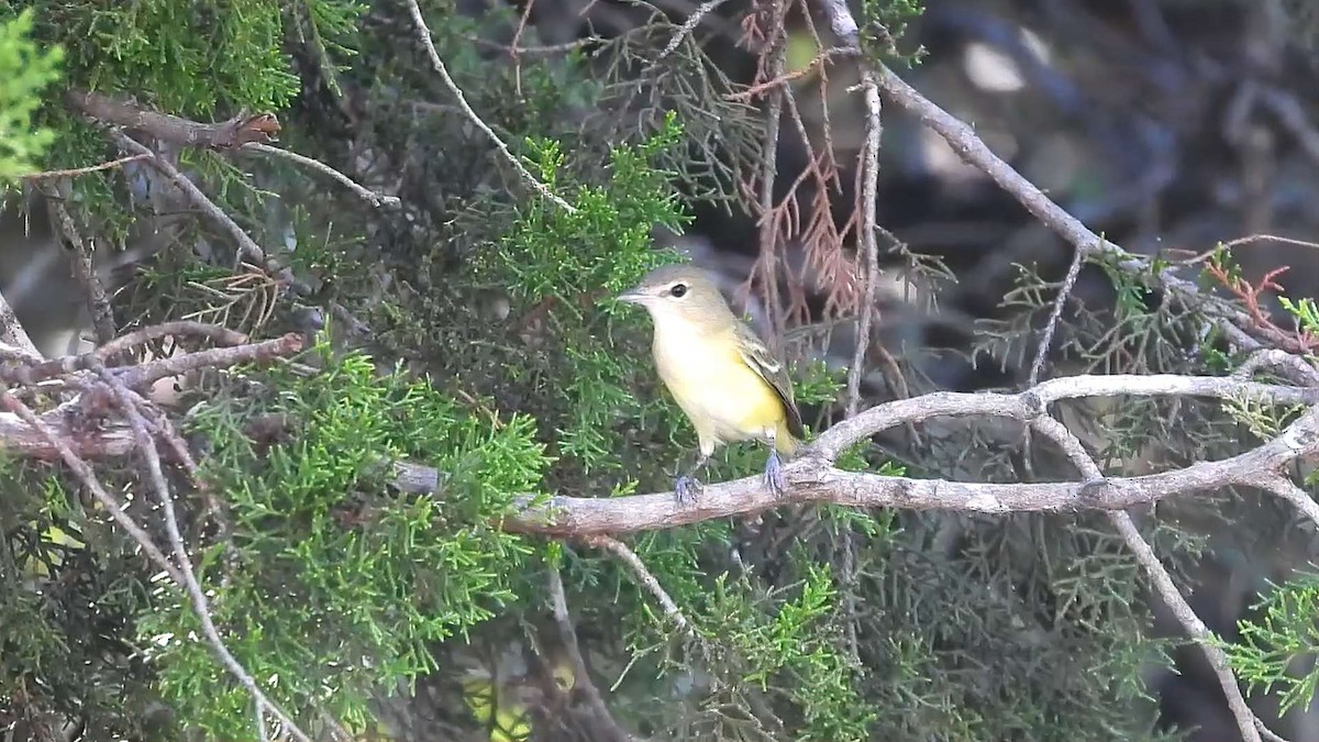 Bell's Vireo - ML642179792