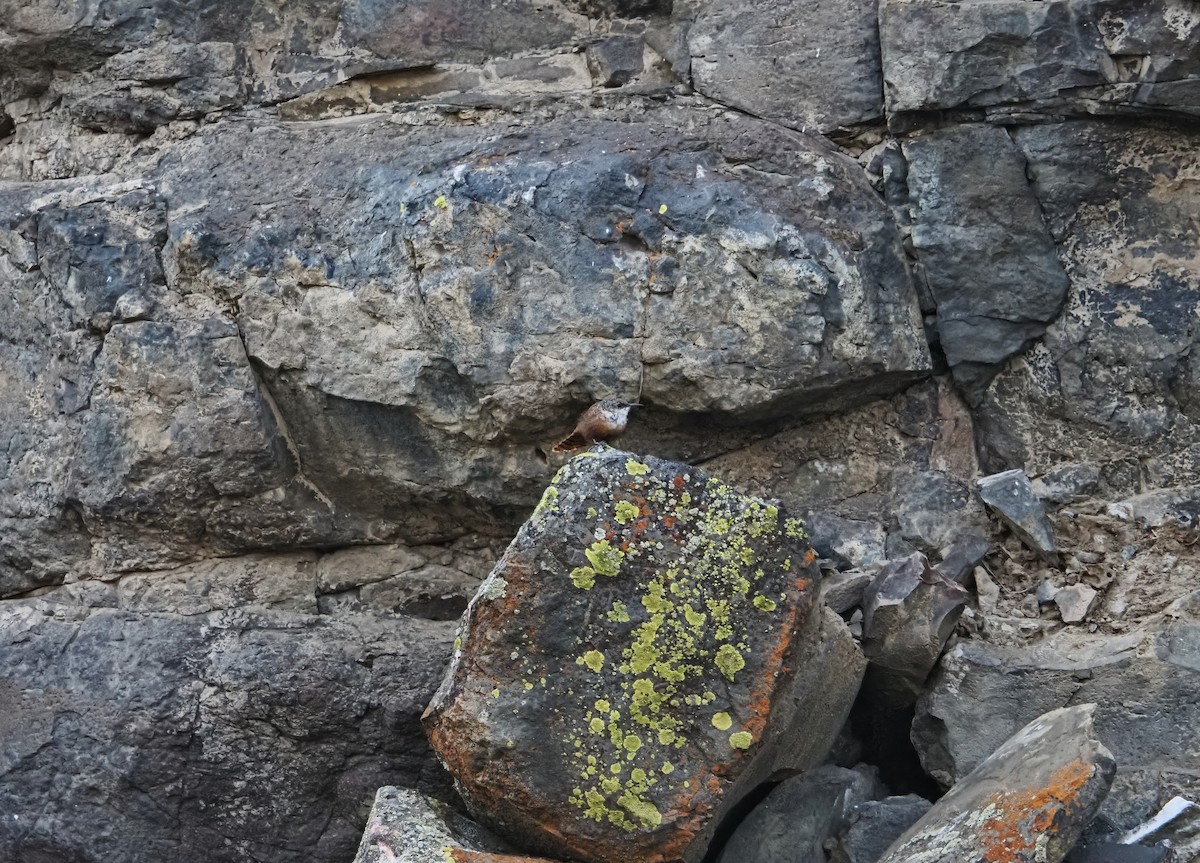 Canyon Wren - ML642179798
