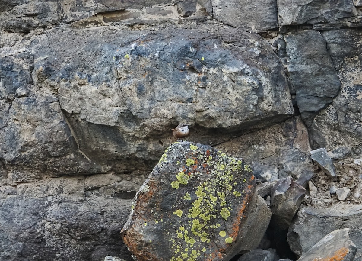 Canyon Wren - ML642179799