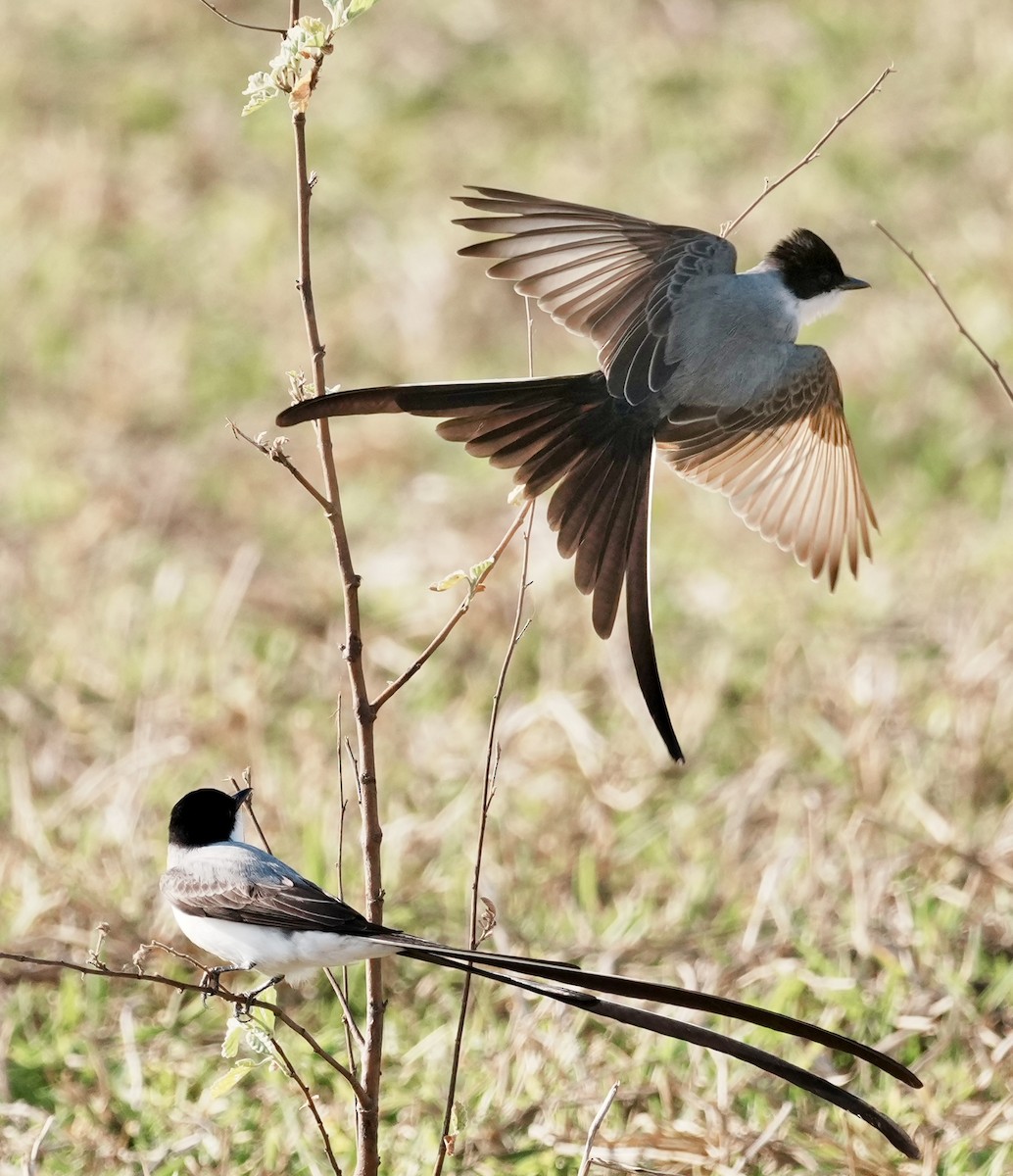 Fork-tailed Flycatcher - ML642179810