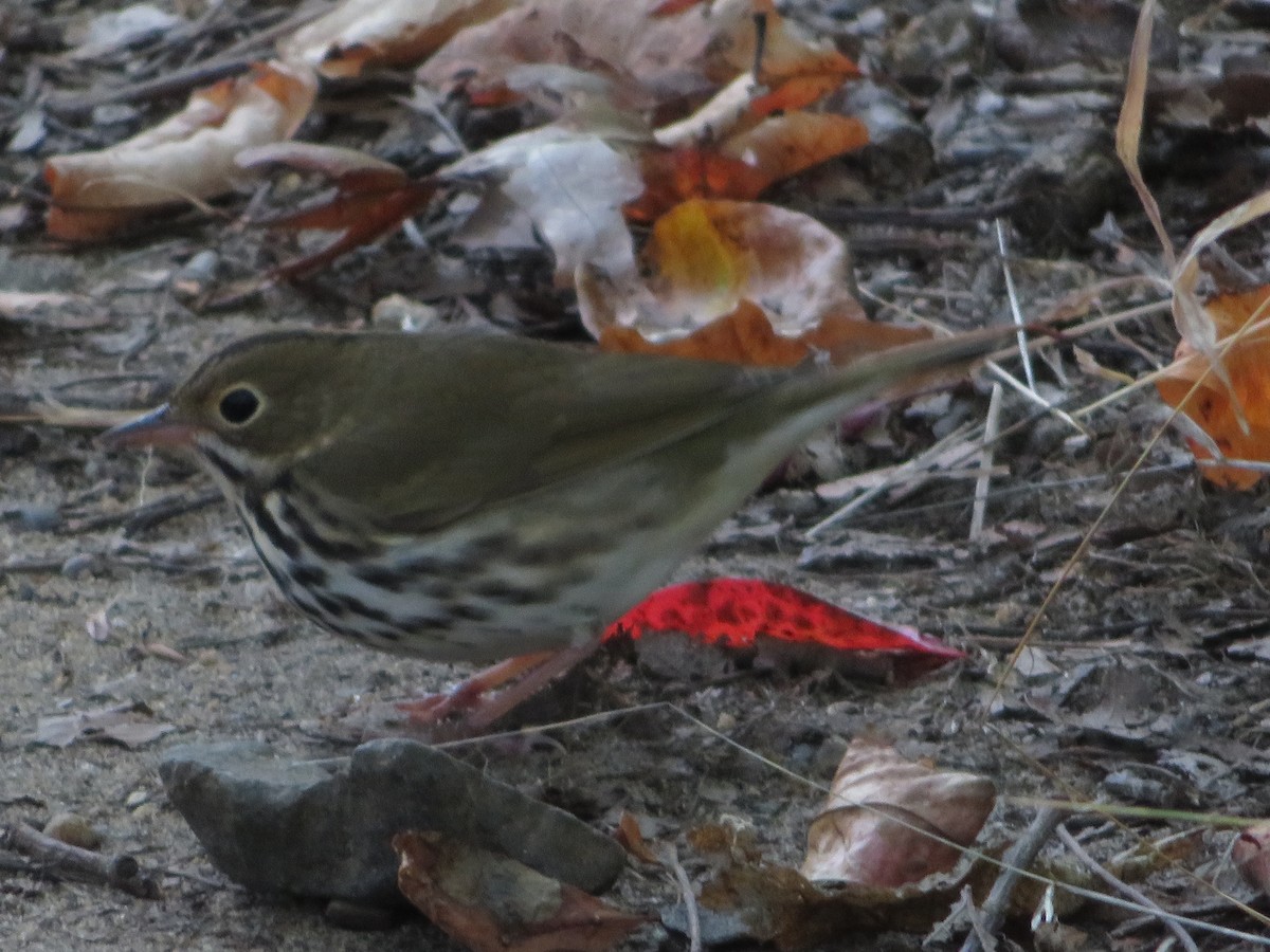 Ovenbird - ML642179814